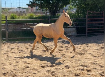 PRE, Hengst, 9 Jahre, 174 cm, Pearl
