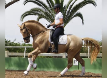 PRE, Hengst, 9 Jahre, 174 cm, Pearl