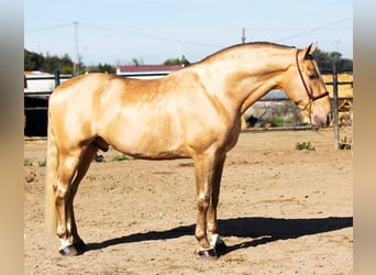 PRE, Hengst, 9 Jahre, 174 cm, Pearl