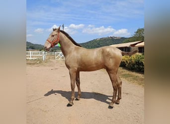 PRE, Hengst, 9 Jahre, 174 cm, Pearl