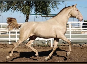 PRE, Hengst, 9 Jahre, 174 cm, Pearl