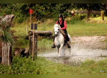 Camargue, Hengst, 29 Jahre, 148 cm, Schimmel