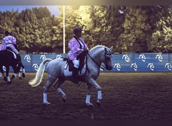 Camargue, Hengst, 29 Jahre, 148 cm, Schimmel