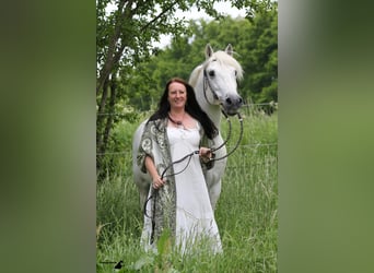 Camargue, Hengst, 29 Jahre, 148 cm, Schimmel