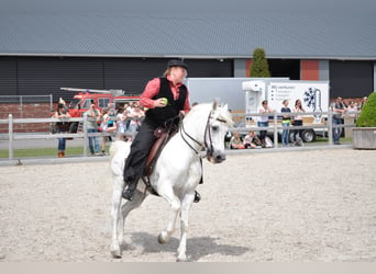 Camargue, Hengst, 29 Jahre, 148 cm, Schimmel