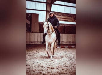 Camargue, Hengst, 29 Jahre, 148 cm, Schimmel