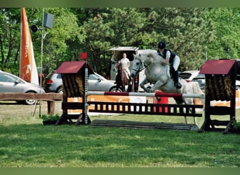 Camargue, Hengst, 29 Jahre, 148 cm, Schimmel