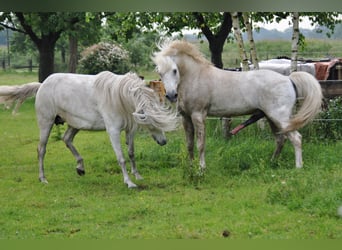 Camargue, Hengst, 29 Jahre, 148 cm, Schimmel