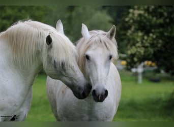 Camargue, Hengst, 29 Jahre, 148 cm, Schimmel