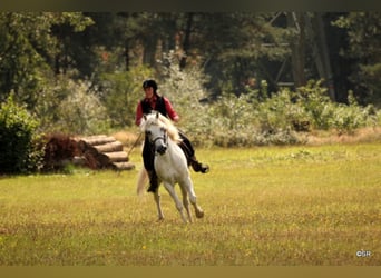 Camargue, Hengst, 29 Jahre, 148 cm, Schimmel