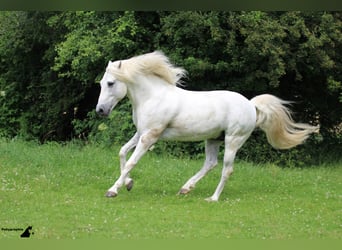 Camargue, Hengst, 29 Jahre, 148 cm, Schimmel