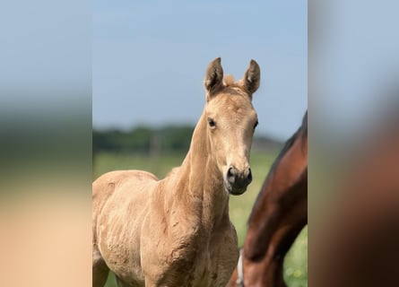 KWPN, Stute, Fohlen (05/2026), 170 cm, Palomino