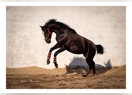 Lusitanos Mix, Hengst, 3 Jahre, 170 cm, Rappe