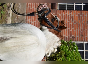 Mini Shetland Pony, Hengst, 14 Jahre, 82 cm, Schecke