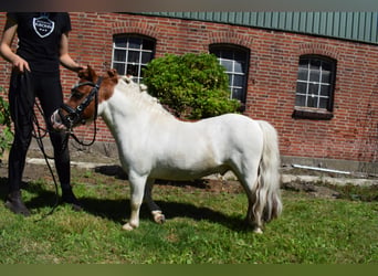 Mini Shetland Pony, Hengst, 14 Jahre, 82 cm, Schecke