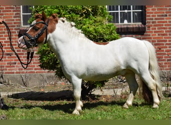 Mini Shetland Pony, Hengst, 14 Jahre, 82 cm, Schecke