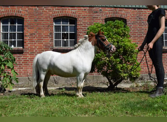Mini Shetland Pony, Hengst, 14 Jahre, 82 cm, Schecke