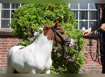 Mini Shetland Pony, Hengst, 14 Jahre, 82 cm, Schecke