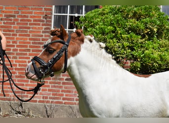 Mini Shetland Pony, Hengst, 14 Jahre, 82 cm, Schecke