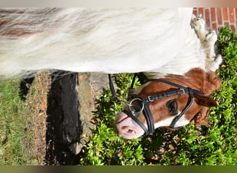 Mini Shetland Pony, Hengst, 14 Jahre, 82 cm, Schecke
