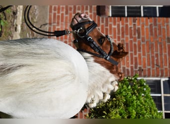 Mini Shetland Pony, Hengst, 14 Jahre, 82 cm, Schecke