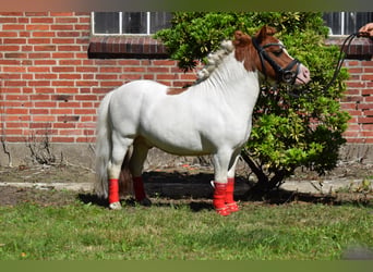 Mini Shetland Pony, Hengst, 14 Jahre, 82 cm, Schecke