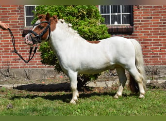 Mini Shetland Pony, Hengst, 14 Jahre, 82 cm, Schecke