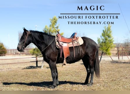 Missouri Foxtrotter, Wallach, 10 Jahre, 150 cm, Rappe