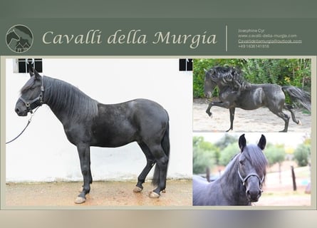 Murgese, Hengst, 4 Jahre, 155 cm, Rappe