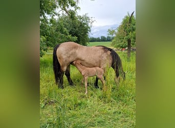 Mustang (kanadisch) Mix, Stute, Fohlen (01/2026), 150 cm, Palomino