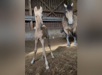 Mustang (kanadisch) Mix, Stute, Fohlen (01/2026), 150 cm, Palomino