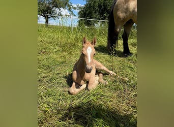 Mustang (kanadisch) Mix, Stute, Fohlen (01/2026), 150 cm, Palomino
