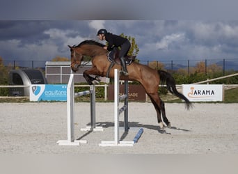 NRPS, Stute, 6 Jahre, 175 cm, Brauner