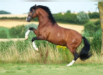 PRE, Hengst, 16 Jahre, 172 cm, Rotbrauner