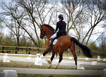 PRE, Hengst, 16 Jahre, 172 cm, Rotbrauner