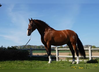 PRE, Hengst, 16 Jahre, 172 cm, Rotbrauner