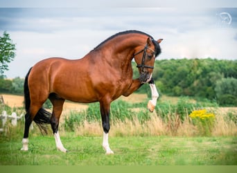 PRE, Hengst, 16 Jahre, 172 cm, Rotbrauner