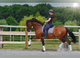 PRE, Hengst, 16 Jahre, 172 cm, Rotbrauner