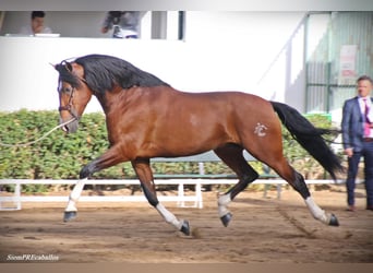 PRE, Hengst, 16 Jahre, 172 cm, Rotbrauner
