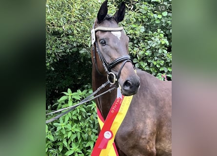 Österreichisches Warmblut, Stute, 7 Jahre, 170 cm, Schwarzbrauner