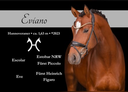 Oldenburger, Hengst, 3 Jahre, 163 cm, Brauner