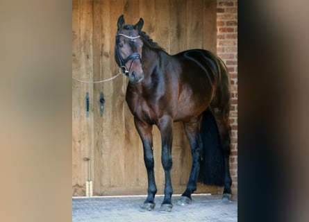 Oldenburger, Hengst, 14 Jahre, 170 cm, Brauner
