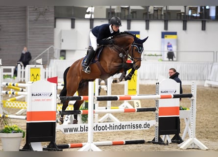 Oldenburger, Hengst, 13 Jahre, 169 cm, Brauner