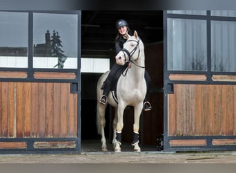 Oldenburger, Hengst, 7 Jahre, 164 cm, Cremello