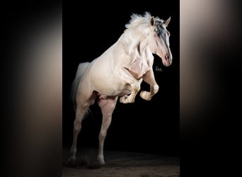 Oldenburger, Hengst, 7 Jahre, 164 cm, Cremello