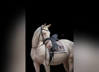 Oldenburger, Hengst, 7 Jahre, 164 cm, Cremello