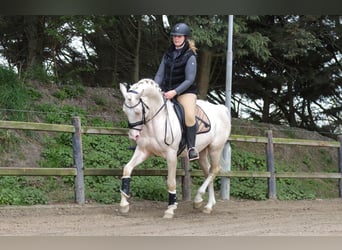Oldenburger, Hengst, 7 Jahre, 164 cm, Cremello