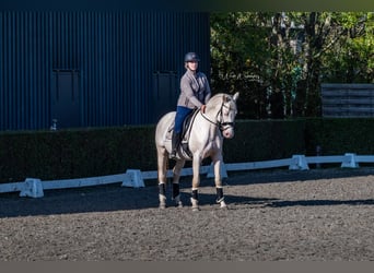 Oldenburger, Hengst, 7 Jahre, 164 cm, Cremello
