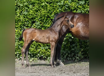 Oldenburger, Hengst, Fohlen (04/2026), Schwarzbrauner
