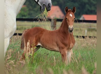 Oldenburger Springpferd, Hengst, Fohlen (05/2026), Fuchs